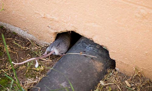 anti-rongeurs rats tunisie