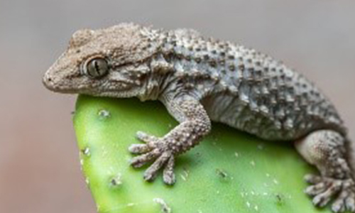 déreptilisation en Tunisie