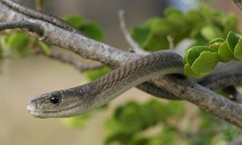 déreptilisation en Tunisie