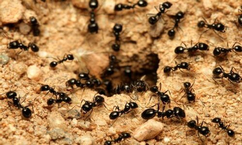 société de traitement anti-fourmis en Tunisie