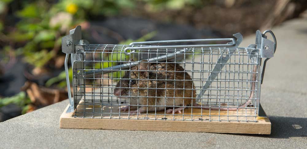 société traitement anti-souris Tunisie