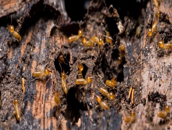 traitement termites