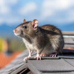 Pourquoi les souris et rats envahissent-ils nos maisons ?