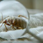 Les nuisibles invisibles : que faire contre les punaises de lit et les puces ?