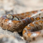 Les serpents : ce que chaque tunisien doit savoir